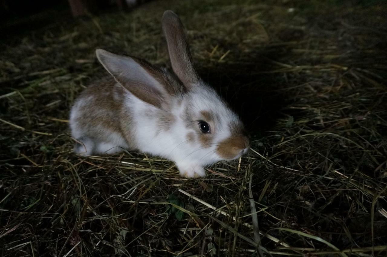 Pokoje Roznow Buitenkant foto